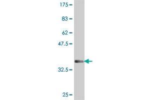 Western Blot detection against Immunogen (35. (BAI2 antibody  (AA 22-108))
