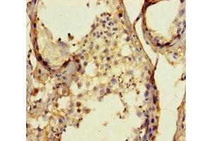 Immunohistochemistry of paraffin-embedded human testis tissue using ABIN7159762 at dilution of 1:100 (MAPRE1 antibody  (AA 2-268))