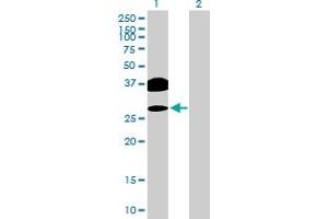 Western Blot analysis of OVOL2 expression in transfected 293T cell line by OVOL2 MaxPab polyclonal antibody. (OVOL2 antibody  (AA 1-275))