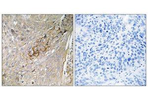 Immunohistochemistry (IHC) image for anti-Taurine Transporter (TAUT) (C-Term) antibody (ABIN1852168) (TAUT antibody  (C-Term))