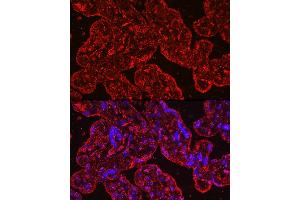 Immunofluorescence analysis of human placenta cells using PROK1 Rabbit mAb (ABIN7269546) at dilution of 1:100 (40x lens). (Prokineticin 1 antibody)