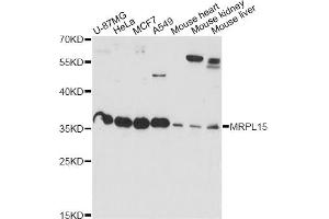 Western blot analysis of extracts of various cell lines, using MRPL15 antibody (ABIN6290631) at 1:1000 dilution. (MRPL15 antibody)