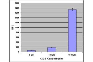 ROS in HeLa Cells Treated with Hydrogen Peroxide. (OxiSelect™ Intracellular ROS Assay Kit (Green Fluorescence))