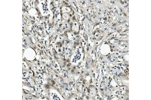 IHC analysis of EAPP using anti-EAPP antibody (ABIN7599214). (EAPP antibody  (AA 1-285))