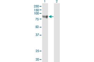 Western Blot analysis of STAT3 expression in transfected 293T cell line by STAT3 MaxPab polyclonal antibody. (STAT3 antibody  (AA 1-770))