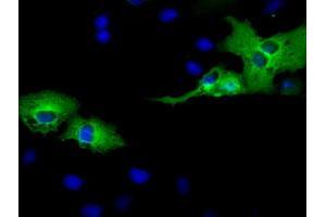 Anti-AK5 mouse monoclonal antibody (ABIN2452725) immunofluorescent staining of COS7 cells transiently transfected by pCMV6-ENTRY AK5 (RC222241). (Adenylate Kinase 5 antibody)