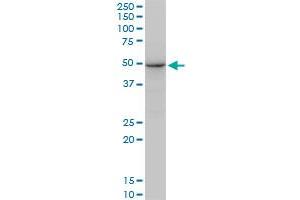 SSB polyclonal antibody (A01), Lot # FAK0060323QCS1. (SSB antibody  (AA 1-408))