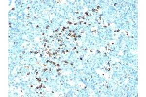 Formalin-fixed, paraffin-embedded human tonsil stained with IgM antibody (DA4-4) (Mouse anti-Human IgM Antibody)