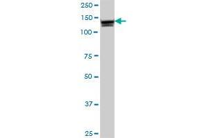 ANPEP MaxPab polyclonal antibody. (CD13 antibody  (AA 1-967))