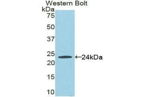 Western Blotting (WB) image for anti-Fas (TNFRSF6)-Associated Via Death Domain (FADD) (AA 7-178) antibody (ABIN3202512) (FADD antibody  (AA 7-178))