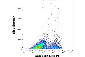 Flow cytometry surface staining pattern of rat splenocyte suspension stained using anti-rat CD8b (341) PE antibody (concentration in sample 3 μg/mL). (CD8B antibody  (PE))