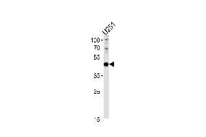 Western blot analysis in U251 cell line lysates (35ug/lane). (PAX6 antibody  (AA 183-210))