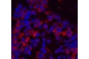 Immunofluorescence analysis of Mouse spleen tissue using eIF4A1 Monoclonal Antibody at dilution of 1:200. (EIF4A1 antibody)