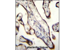 GDF15 Antibody (N-term) (ABIN656484 and ABIN2845763) immunohistochemistry analysis in formalin fixed and paraffin embedded human placenta tissue followed by peroxidase conjugation of the secondary antibody and DAB staining. (GDF15 antibody  (N-Term))