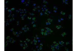 Immunofluorescence staining of Hela cells with ABIN7139953 at 1:100, counter-stained with DAPI. (OR1A2 antibody  (AA 247-262))