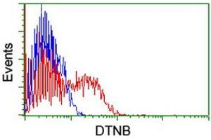 HEK293T cells transfected with either RC203798 overexpress plasmid (Red) or empty vector control plasmid (Blue) were immunostained by anti-DTNB antibody (ABIN2455574), and then analyzed by flow cytometry. (Dystrobrevin beta antibody)