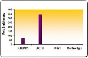 Histone H3 acetyl Lys27 antibody tested by ChIP analysis. (Histone 3 antibody  (H3K27ac))