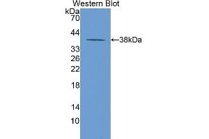 LDHB antibody  (AA 1-334)