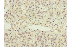 Immunohistochemistry of paraffin-embedded human adrenal gland tissue using ABIN7169282 at dilution of 1:100 (PPP2R3B antibody  (Regulatory Subunit B))