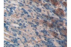IHC-P analysis of Mouse Stomach Tissue, with DAB staining. (CD46 antibody  (AA 157-365))