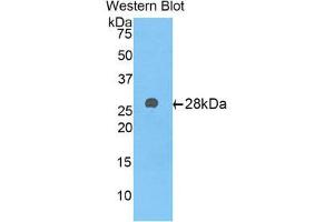 Western Blotting (WB) image for anti-alpha-1-B Glycoprotein (A1BG) (AA 22-219) antibody (ABIN1176303) (A1BG antibody  (AA 22-219))