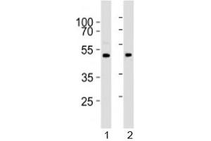 PRMT8 antibody  (AA 344-373)