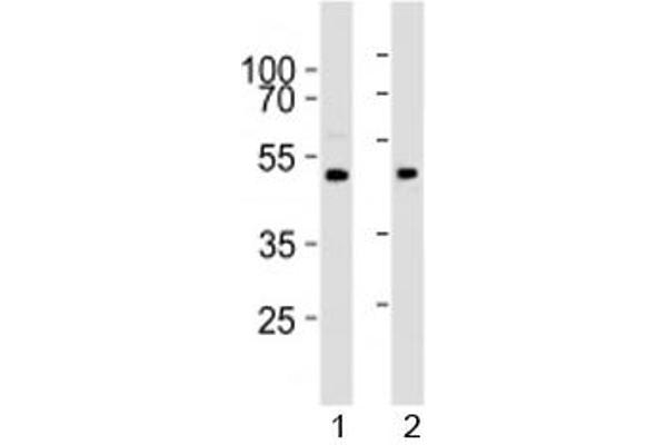PRMT8 Antikörper  (AA 344-373)