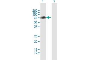 Western Blot analysis of PLXDC1 expression in transfected 293T cell line by PLXDC1 MaxPab polyclonal antibody. (PLXDC1 antibody  (AA 1-500))