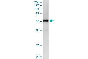 Immunoprecipitation of MAP2K4 transfected lysate using anti-MAP2K4 MaxPab rabbit polyclonal antibody and Protein A Magnetic Bead , and immunoblotted with MAP2K4 purified MaxPab mouse polyclonal antibody (B01P) . (MAP2K4 antibody  (AA 1-399))