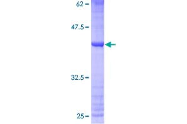 MRPS33 Protein (AA 1-106) (GST tag)