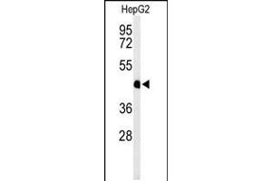 Western blot analysis of HFE2 Antibody in HepG2 cell line lysates (35ug/lane)