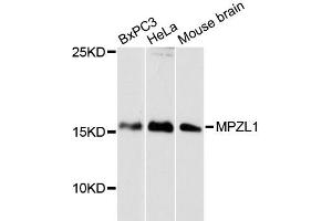 Western blot analysis of extracts of various cell lines, using MPZL1 antibody (ABIN6292381) at 1:3000 dilution. (MPZL1 antibody)