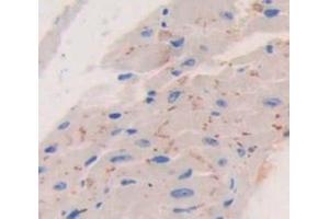 Used in DAB staining on fromalin fixed paraffin- embedded Kidney tissue (GFRA1 antibody  (AA 239-350))