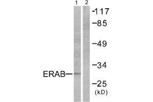Western Blotting (WB) image for anti-Hydroxysteroid (17-Beta) Dehydrogenase 10 (HSD17B10) (Internal Region) antibody (ABIN1848526) (HSD17B10 antibody  (Internal Region))