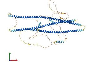 AlphaFold protein structure predicition of Human Recombinant SHTN1 Protein, UniprotID A0MZ66