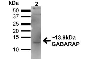 Western blot analysis of Human 293T showing detection of ~13. (GABARAP antibody  (N-Term) (Atto 594))