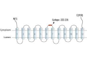 anti-Chromosome 6 Open Reading Frame 192 (C6orf192) (AA 222-235), (Intracellular), (Loop 3) antibody