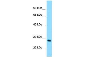 WB Suggested Anti-MOB1A Antibody Titration: 1. (MOB1A antibody  (Middle Region))