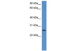 WB Suggested Anti-Chodl Antibody Titration: 0.