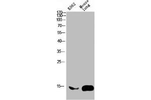 Western blot analysis of mouse-brain mouse-spinal-cord lysate, antibody was diluted at 2000. (FABP2 antibody  (AA 90-132))