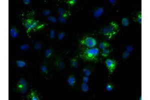 Anti-Nog mouse monoclonal antibody (ABIN2452361) immunofluorescent staining of COS7 cells transiently transfected by pCMV6-ENTRY Nog (RC205020). (NOG antibody  (AA 28-232))