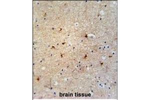 GTPBP8 Antibody (Center) (ABIN654550 and ABIN2844261) immunohistochemistry analysis in formalin fixed and paraffin embedded human brain tissue followed by peroxidase conjugation of the secondary antibody and DAB staining. (GTPBP8 antibody  (AA 122-150))