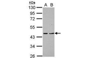Image no. 1 for anti-Programmed Cell Death 2 (PDCD2) (AA 26-200) antibody (ABIN1500069) (PDCD2 antibody  (AA 26-200))