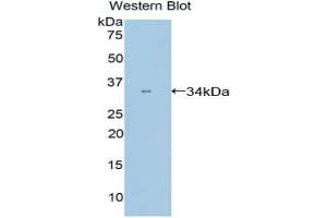 Western blot analysis of the recombinant protein. (PPIE antibody  (AA 12-286))