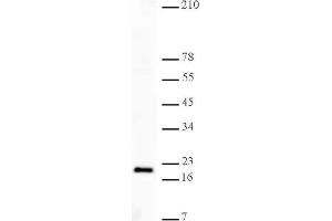 Histone H3K27me3 antibody (pAb) tested by Western blot. (Histone 3 antibody  (H3K27me3))