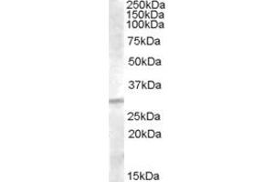 ABIN263196 (1µg/ml) staining of Human Liver lysate (35µg protein in RIPA buffer). (IGFBP4 antibody  (C-Term))