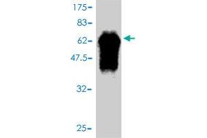 FBXO6 antibody  (AA 1-293)