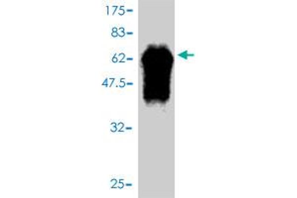 FBXO6 antibody  (AA 1-293)
