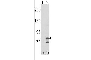 Western blot analysis of GMPS using rabbit polyclonal GMPS Antibody using 293 cell lysates (2 ug/lane) either nontransfected (Lane 1) or transiently transfected with the GMPS gene (Lane 2). (GMP Synthase antibody  (AA 296-325))
