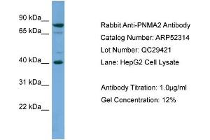 WB Suggested Anti-PNMA2  Antibody Titration: 0. (PNMA2 antibody  (Middle Region))